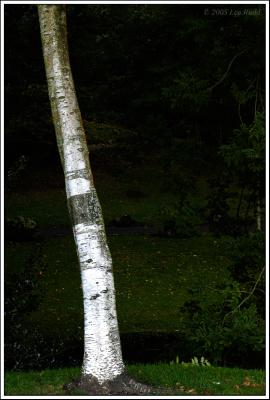 Silver Birch curve