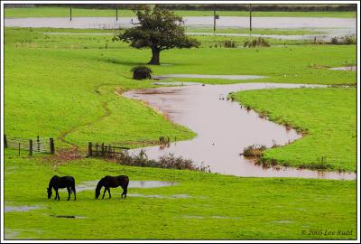 Waterlogged Horses