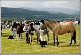 Horse Judging