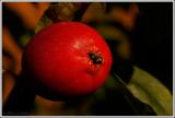 Bearing fruit