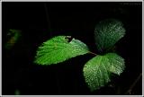 Green Light