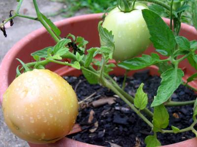 Creole Tomato