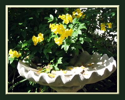 Bird Bath and Yellow Flowers