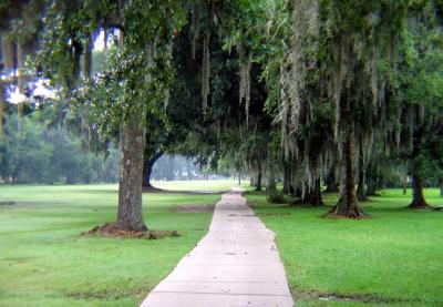 Misty Morning