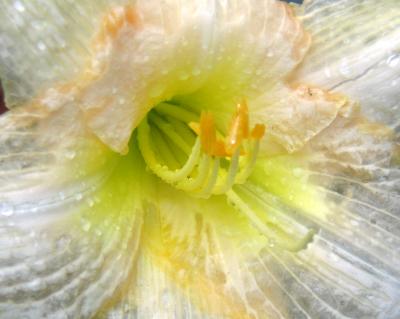 Daylily after the Rain