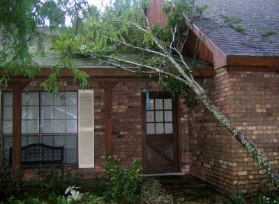 Tree Limb Courtesy of Tropical Storm Cindy