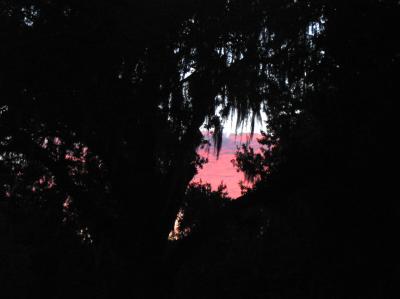 Sunset through the Oak