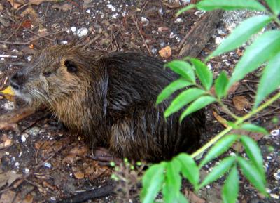 Nutria