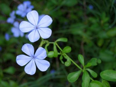 Plumbago