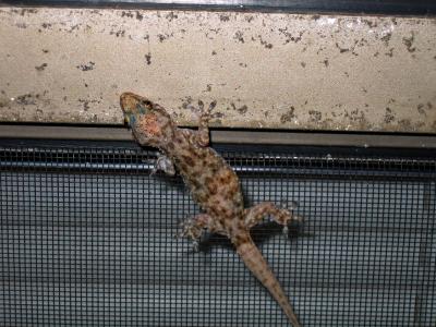 Gecko