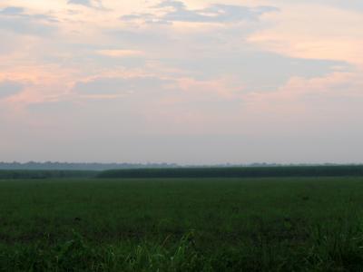 Fields of Sugar Cane at Sunset