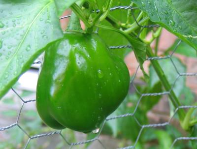 Bell Pepper after the Rain