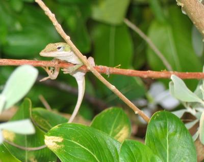 Little Anole