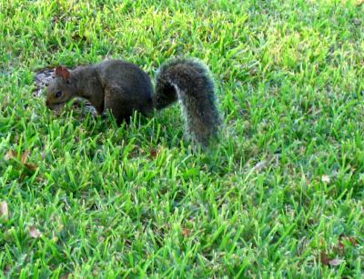 Hunting Acorns