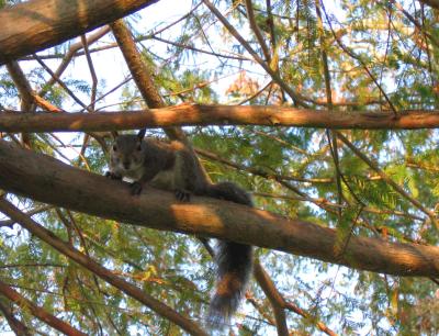 Squirrel in the Cypress Tree