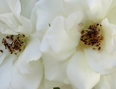 Iceberg Roses - Close-up
