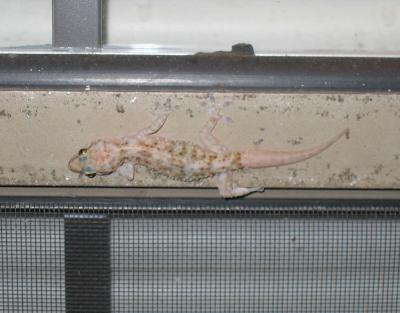 Gecko