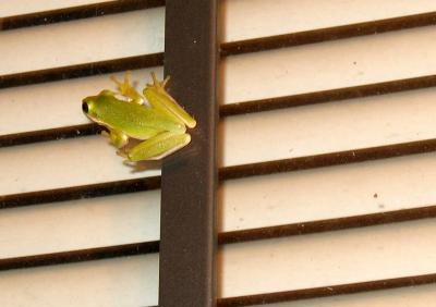 Little Green Frog