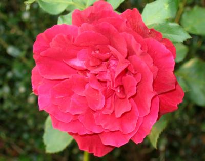 v3/15/426615/3/50052821.redrose.jpg