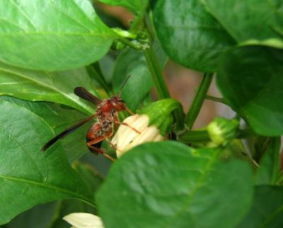 Wasp and Bell Pepper Flower