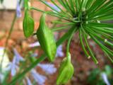 Lily of the Nile Seed Pod