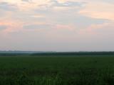 Fields of Sugar Cane at Sunset