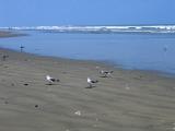 Galveston Beach