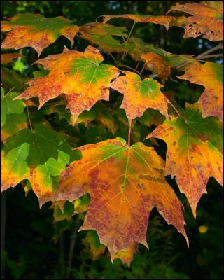 CRW_5439.jpg