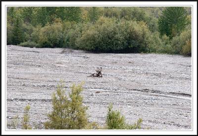 Calibou in Denali National Park