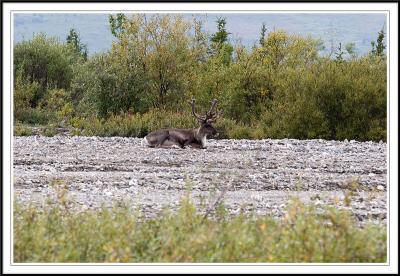 Calibou Sitting on River Bed