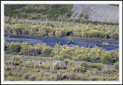 Calibou herd