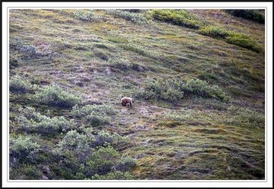 Grizzly Bear running