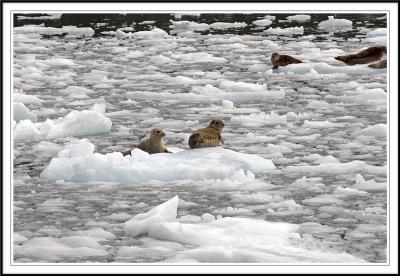 Harbor Seals