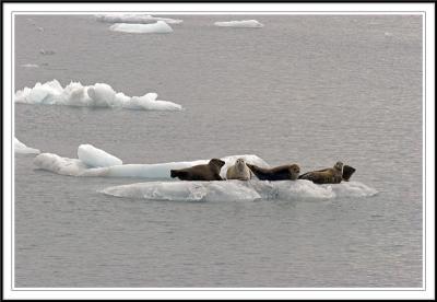 Harbor Seals Sunbathing