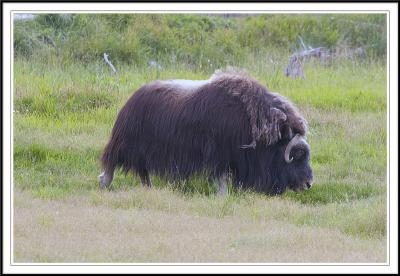 Lone Musk Ox