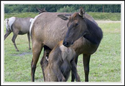 Elks: mother and child