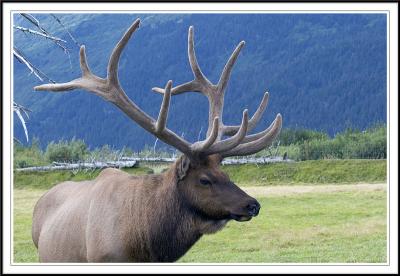 Fauna in Alaska