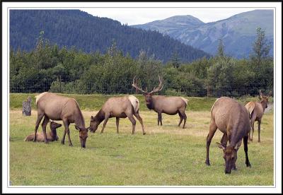 Elks