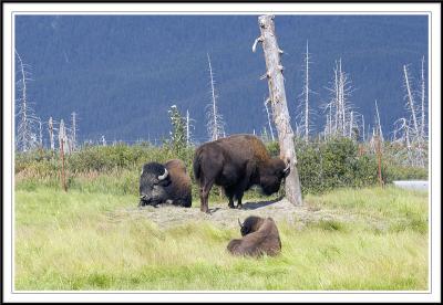 bisons