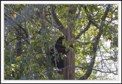 Bear going higher