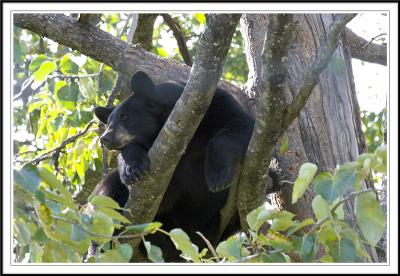 Bear