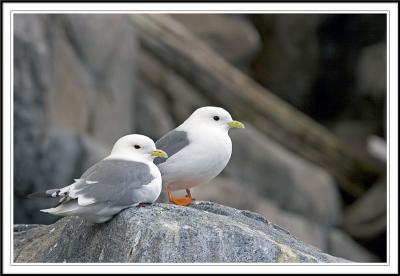 Birds