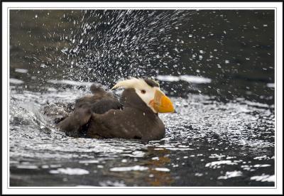 Puffins swimming