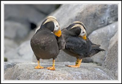 A pair of Puffins