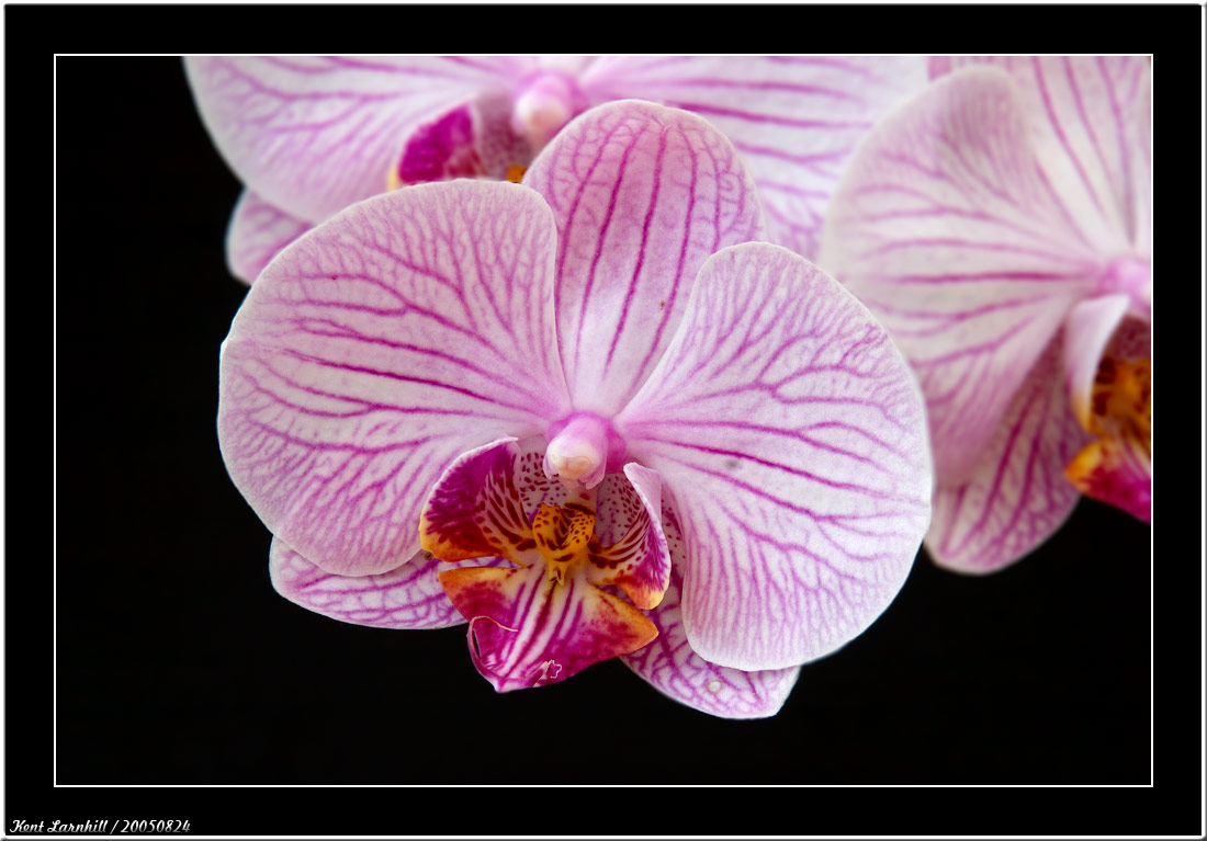 20050824 - Orchid -