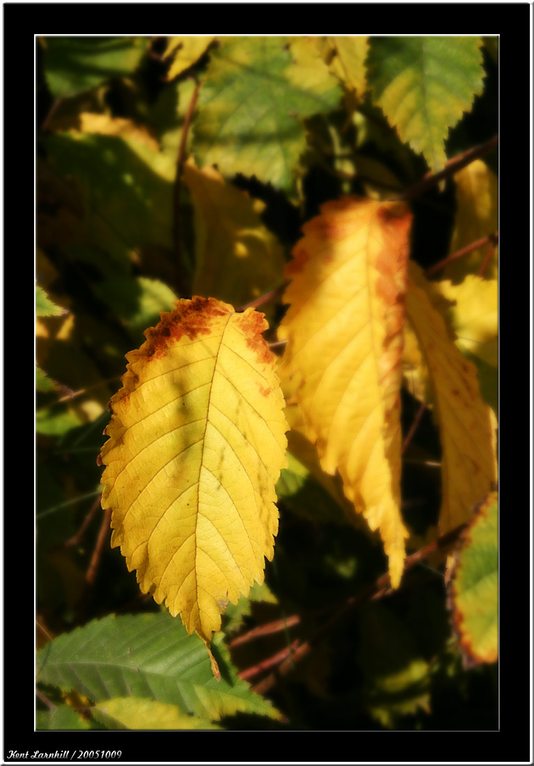 Leaf