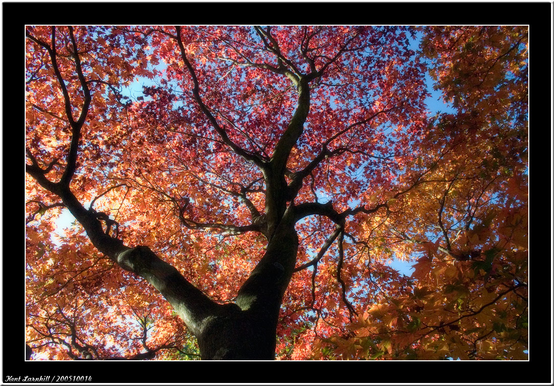 Autumn colour