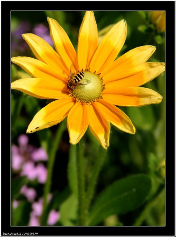 20050729 - Yellow flower -