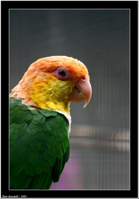 Jenday Conure