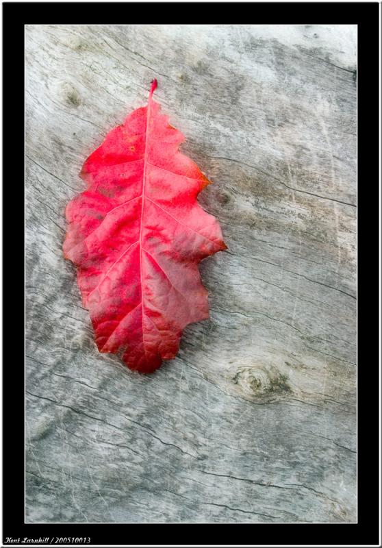 Red leaf